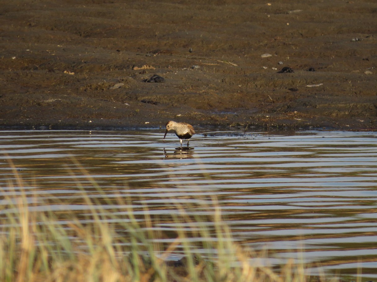 Dunlin - Levi Grudzinski