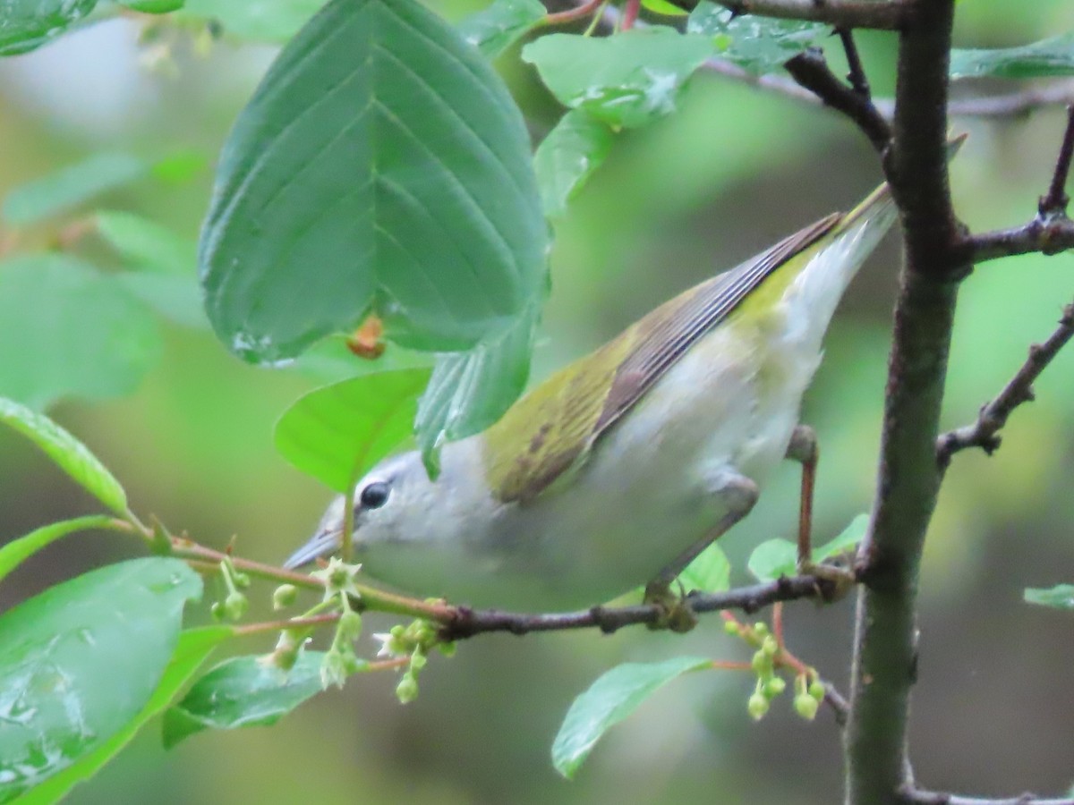 Tennessee Warbler - Roger Beuck