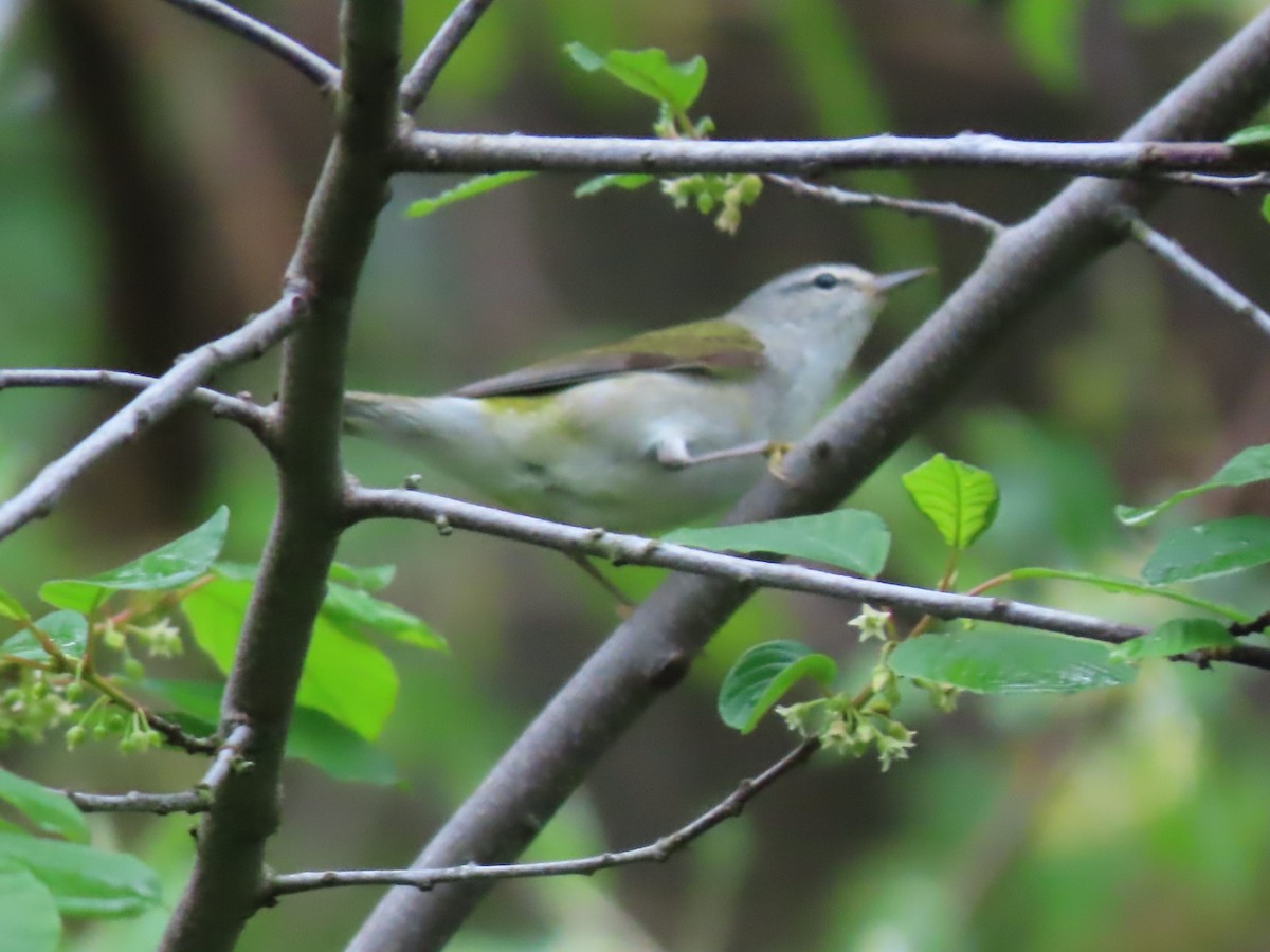 Tennessee Warbler - Roger Beuck
