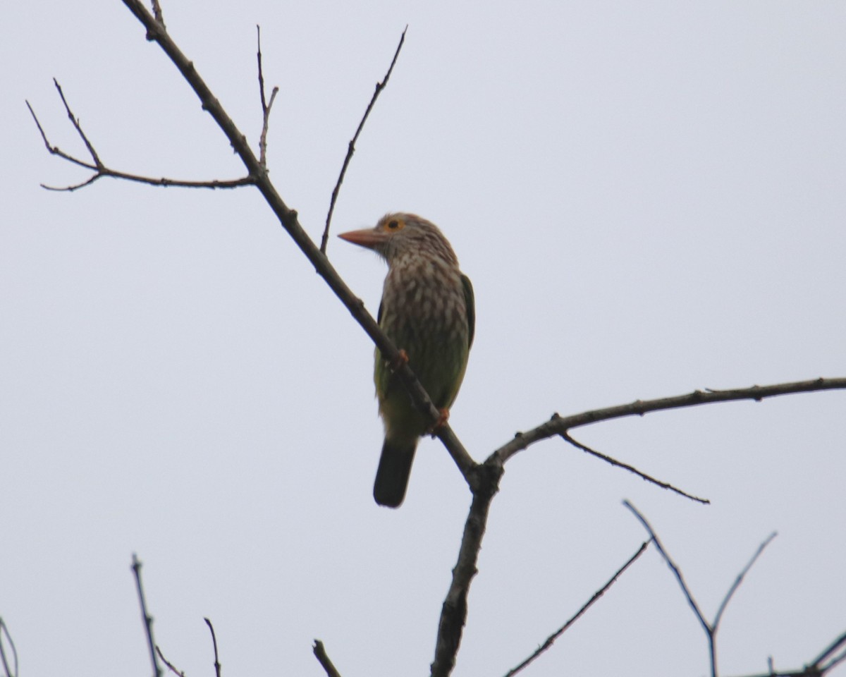 Lineated Barbet - Praveen H N