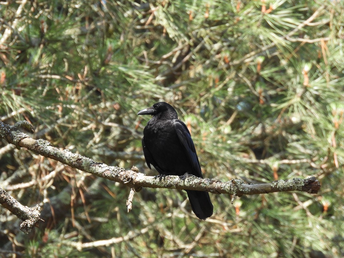 Carrion Crow - ML619218530