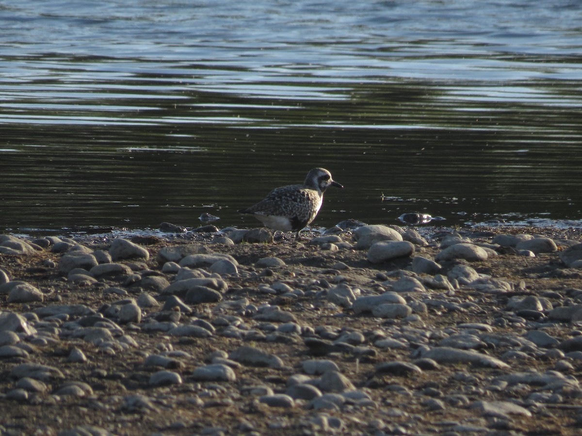 Black-bellied Plover - Levi Grudzinski