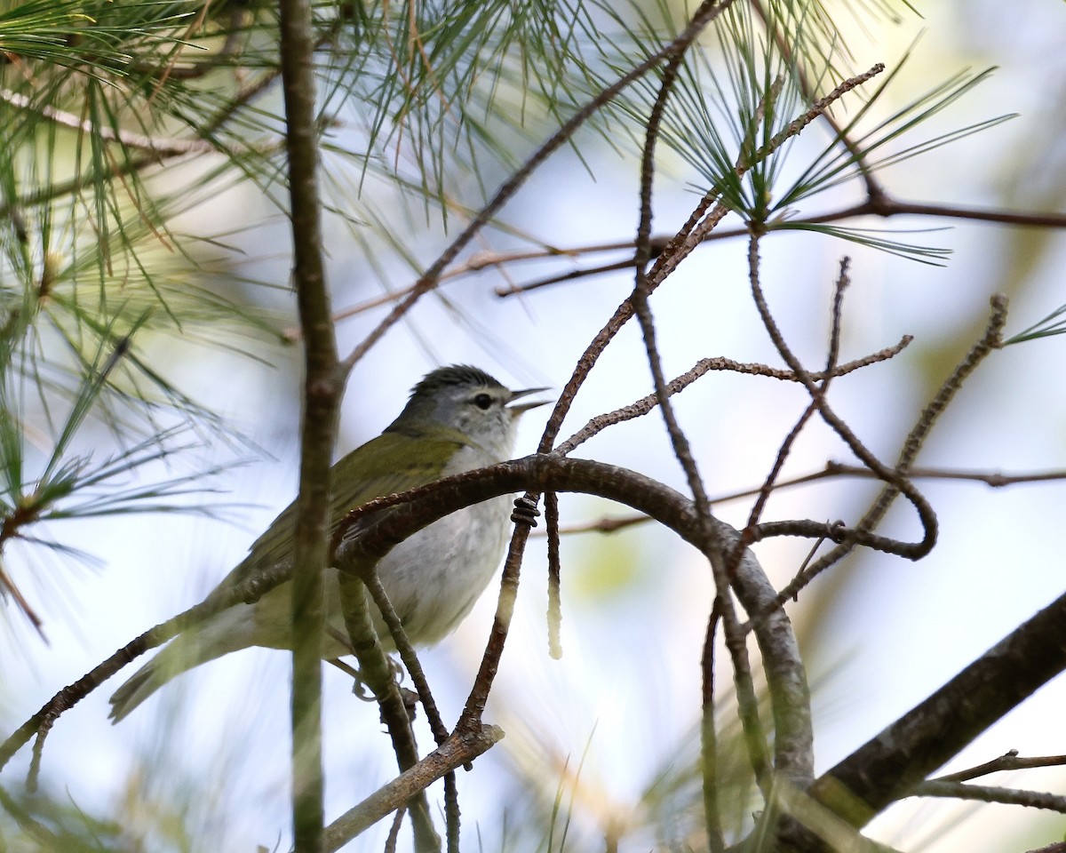 Tennessee Warbler - Cate Hopkinson