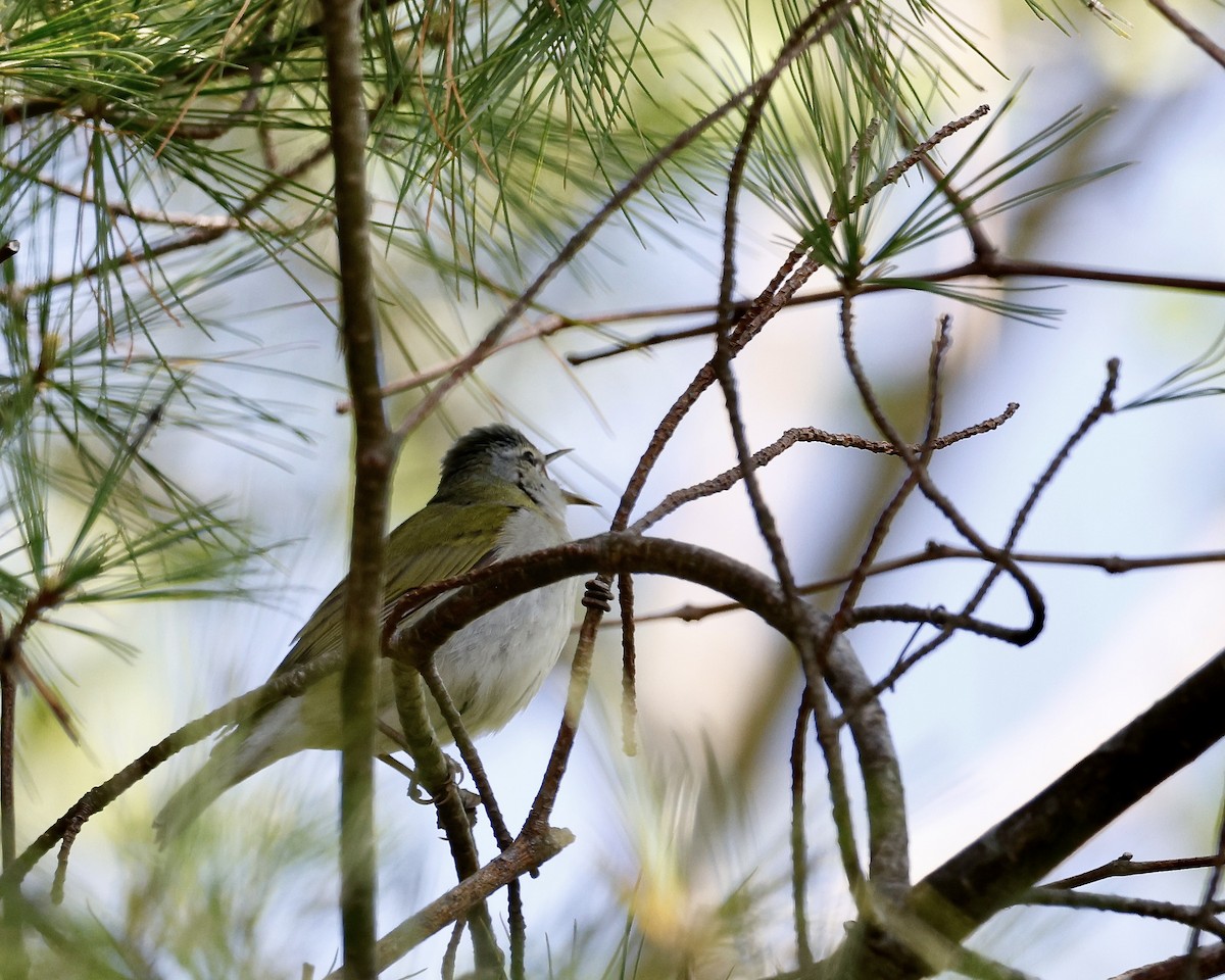Tennessee Warbler - Cate Hopkinson