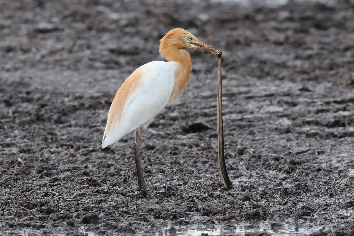 Eastern Cattle Egret - ML619218535