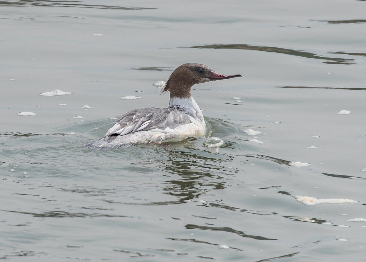 Common Merganser - ML619218540