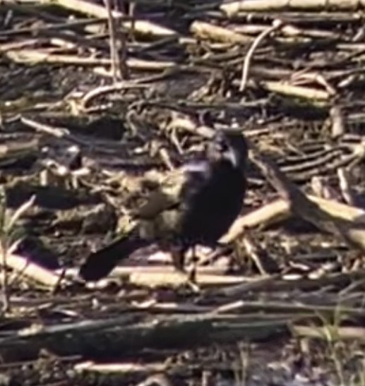 Common Grackle - Amy Kearns