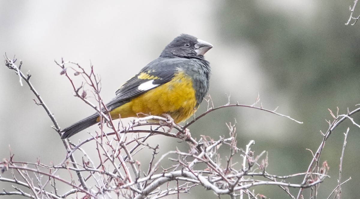 White-winged Grosbeak - Manuel Salas