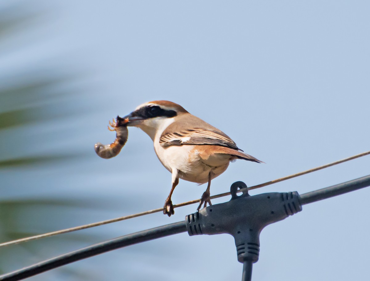 Red-tailed Shrike - chandana roy