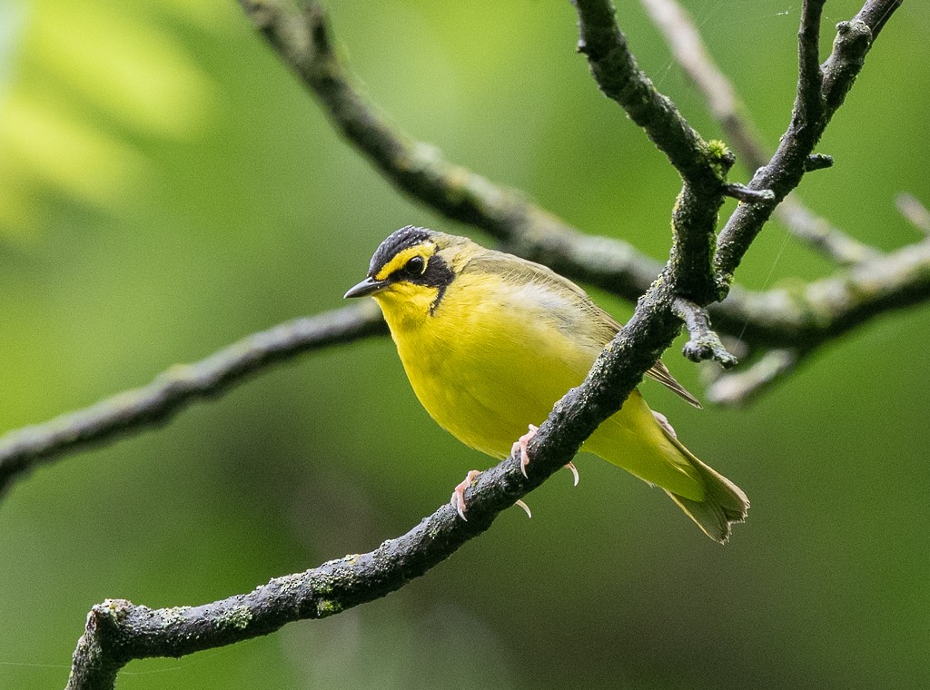 Kentucky Warbler - Kevin Rutherford