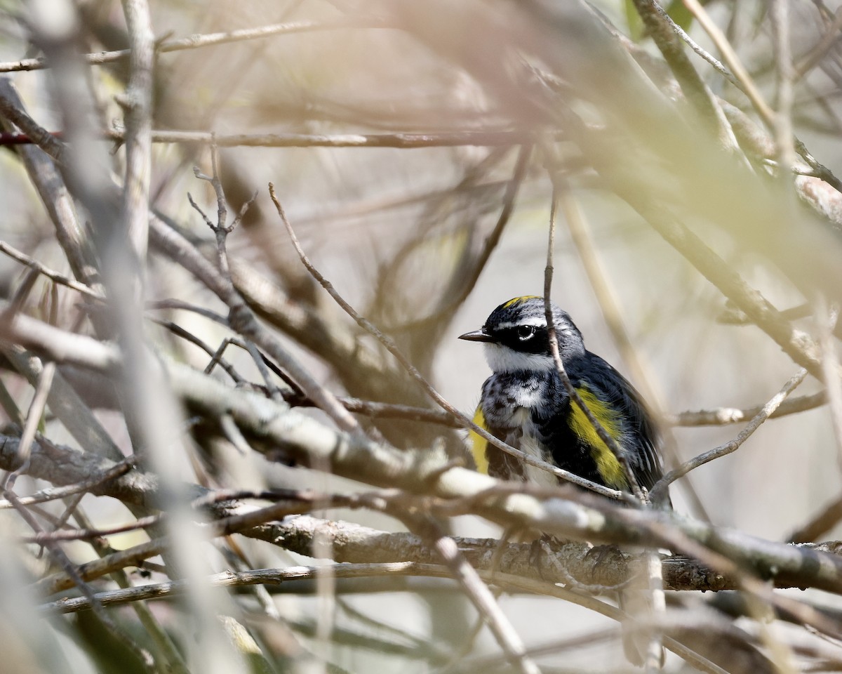 Yellow-rumped Warbler (Myrtle) - Cate Hopkinson