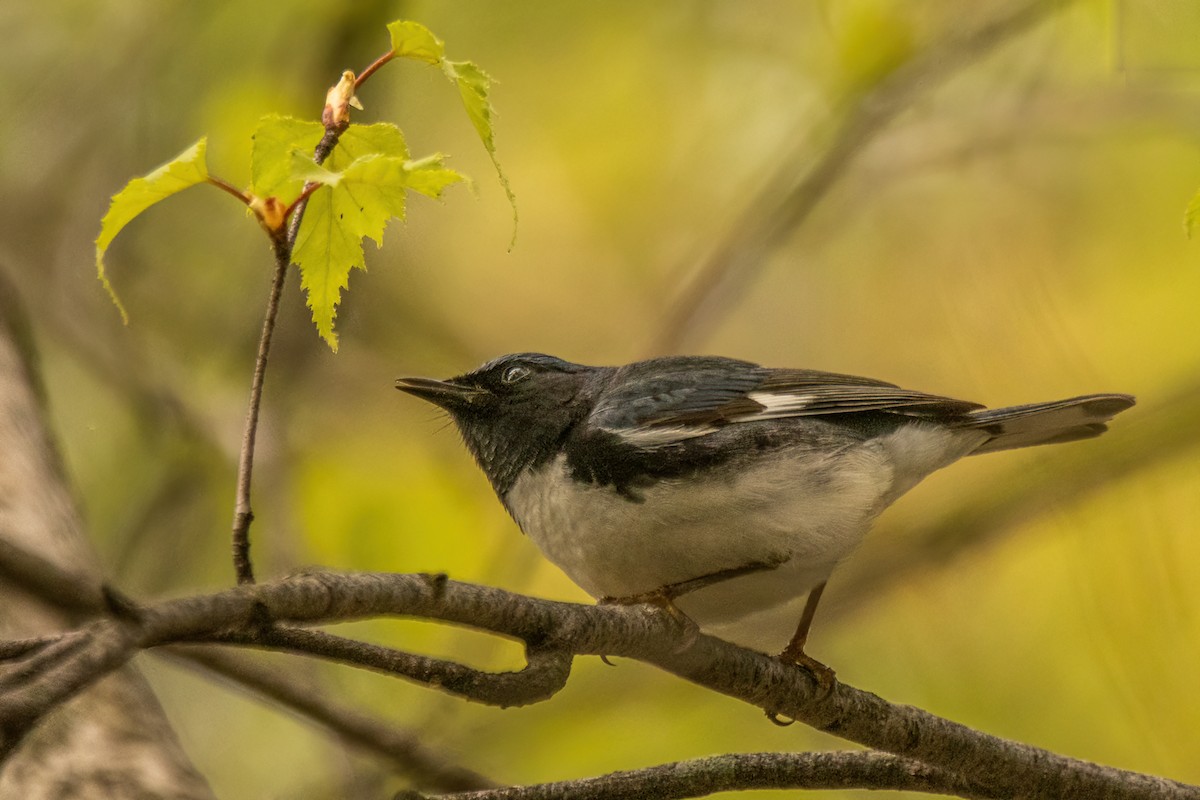 Black-throated Blue Warbler - Marc Boisvert