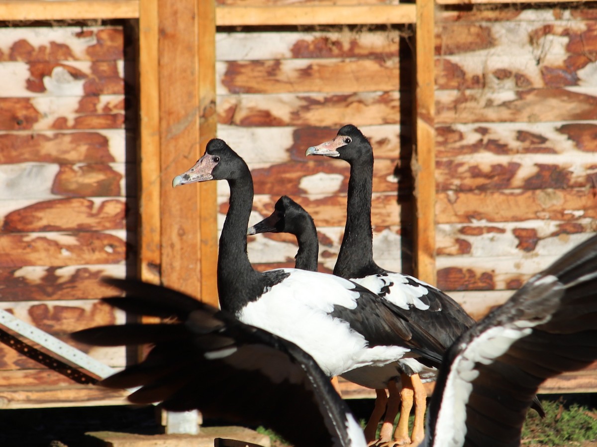 Magpie Goose - ML619218590