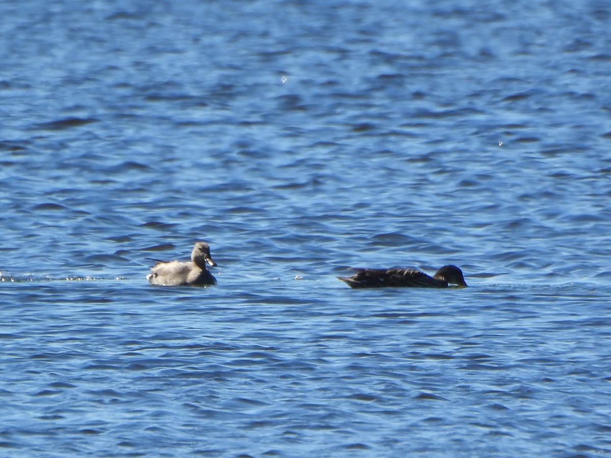 Gadwall - Viktoria Eginova