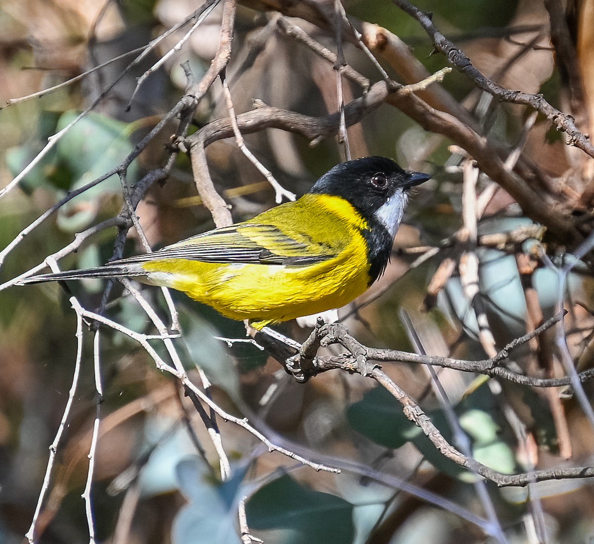 Golden Whistler - ML619218604