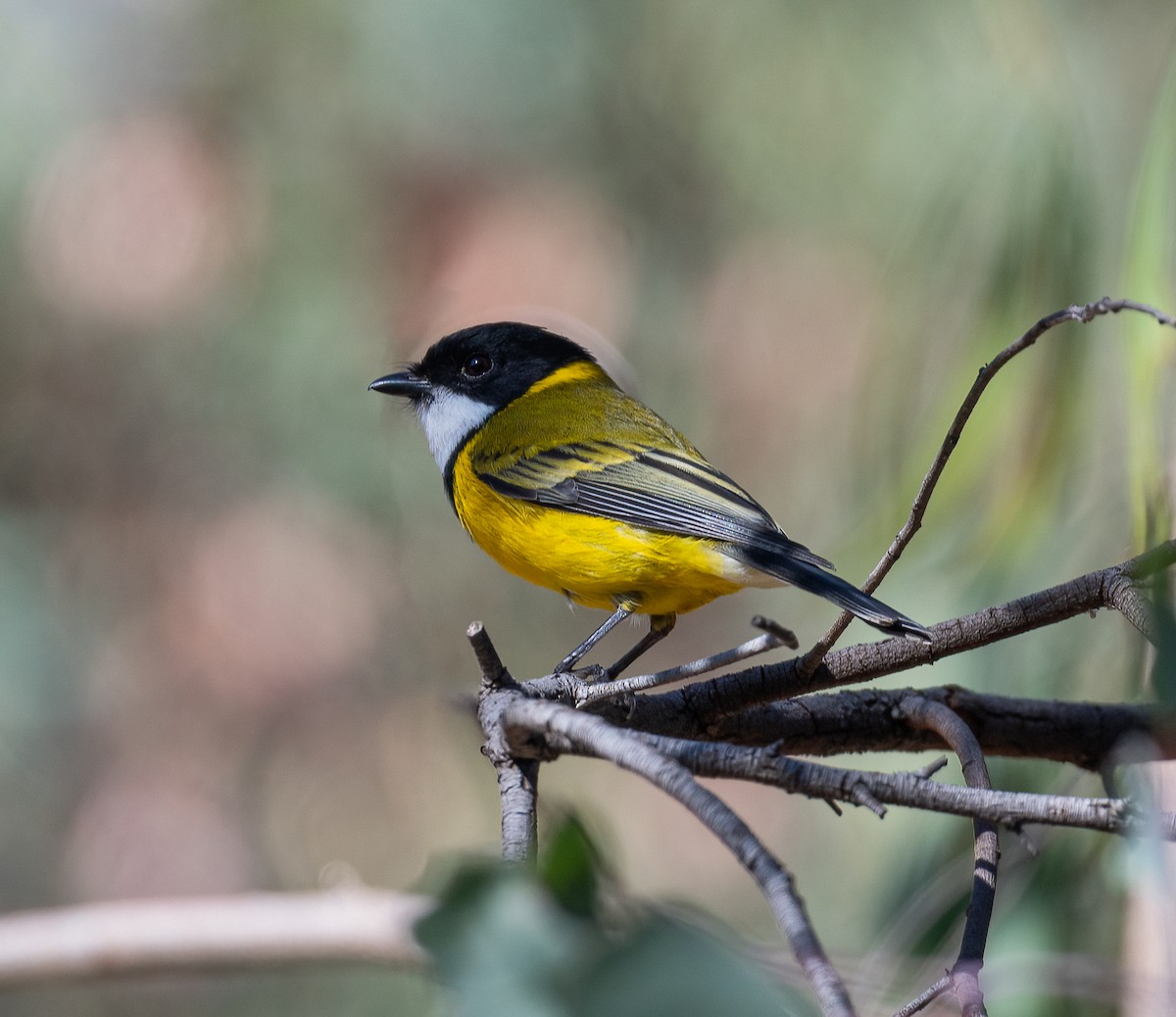 Golden Whistler - ML619218606