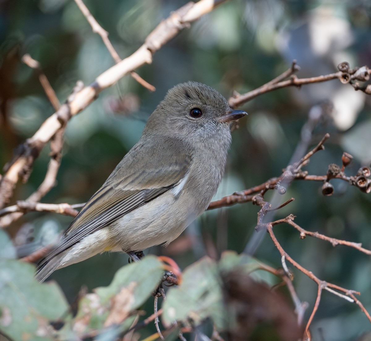 Golden Whistler - Roy Burgess