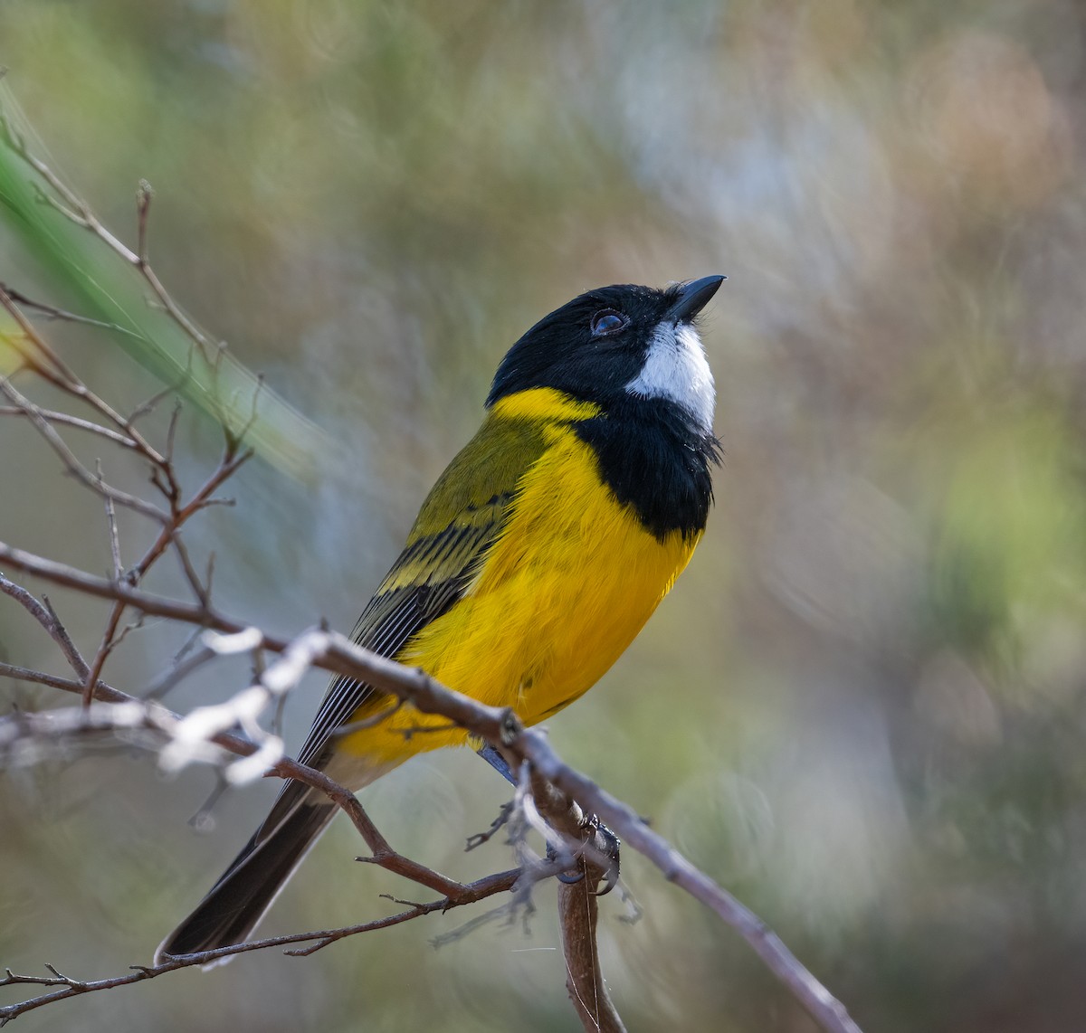 Golden Whistler - Roy Burgess