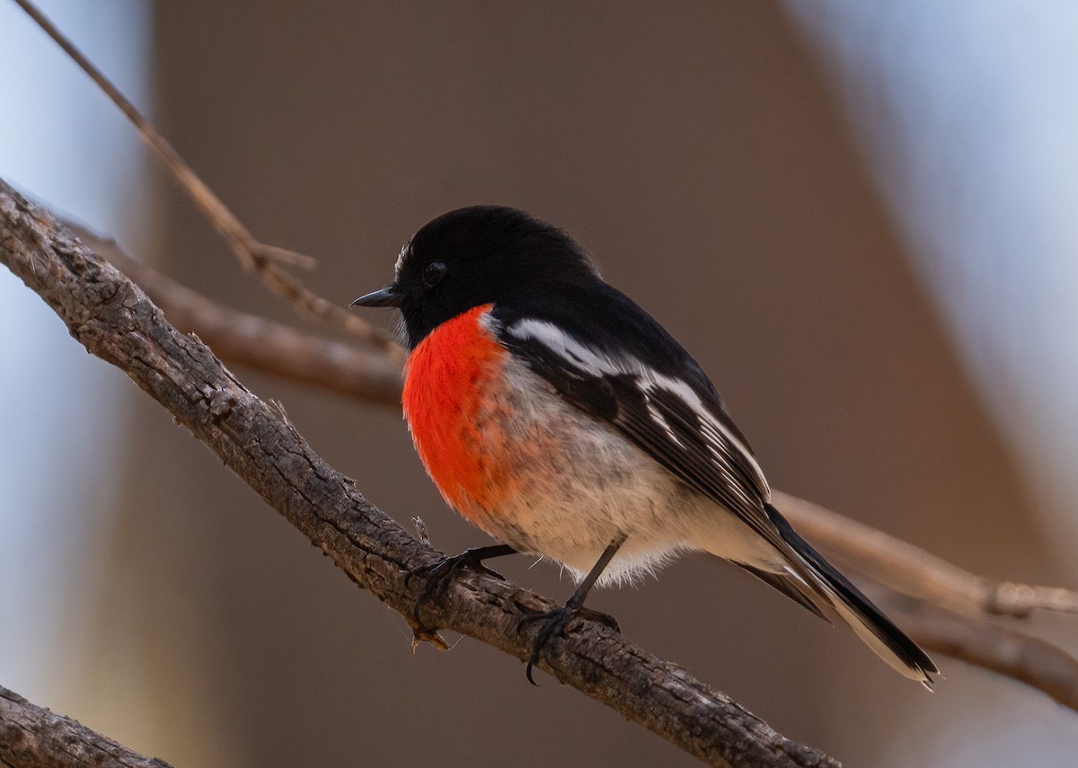 Scarlet Robin - ML619218634