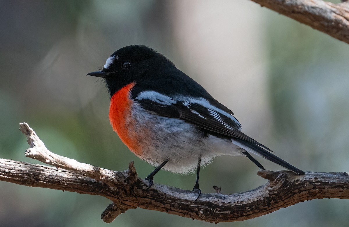 Scarlet Robin - ML619218635