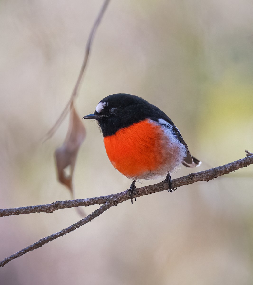 Scarlet Robin - ML619218636