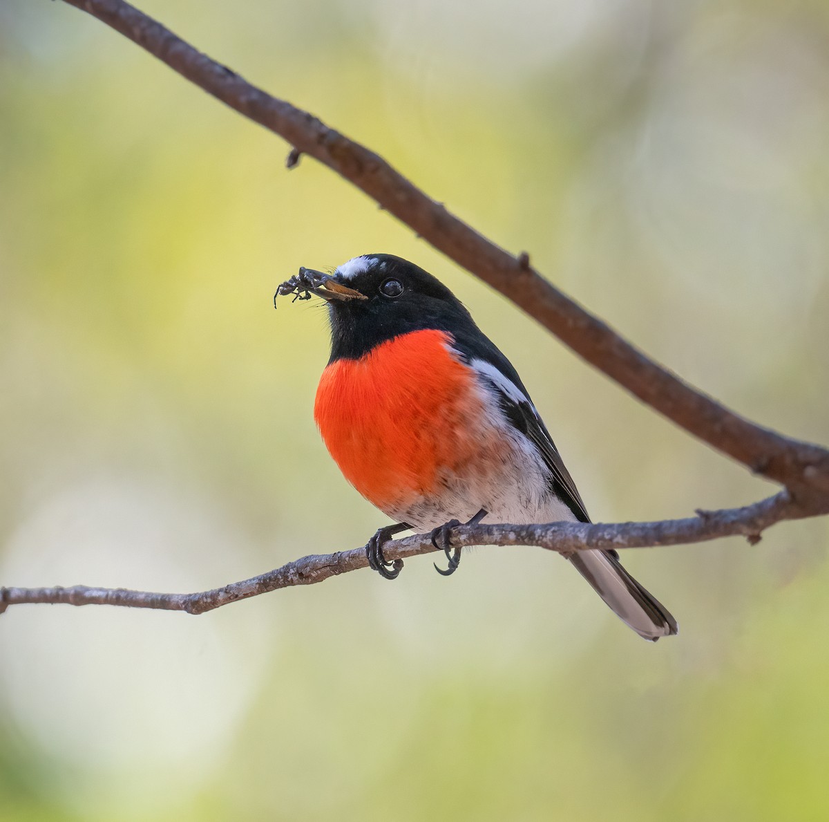 Scarlet Robin - ML619218637