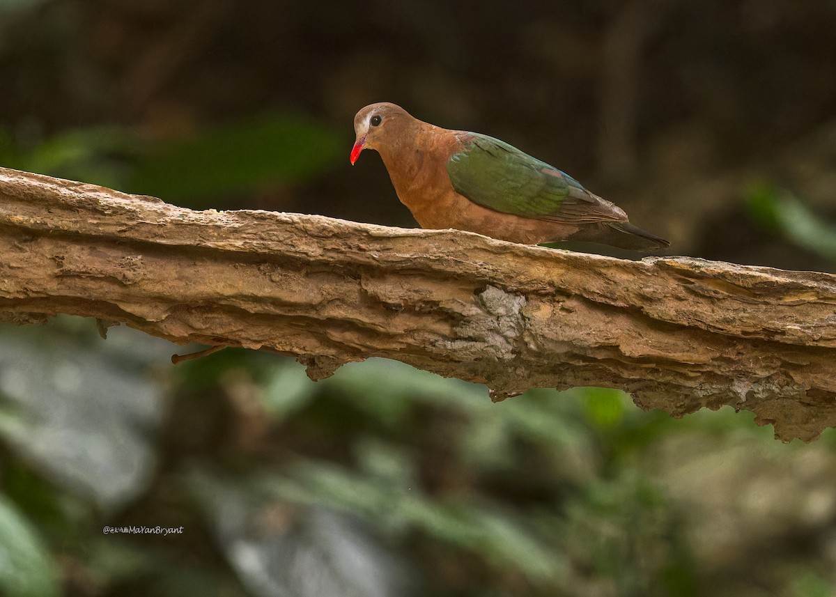 Asian Emerald Dove - Ma Yan Bryant