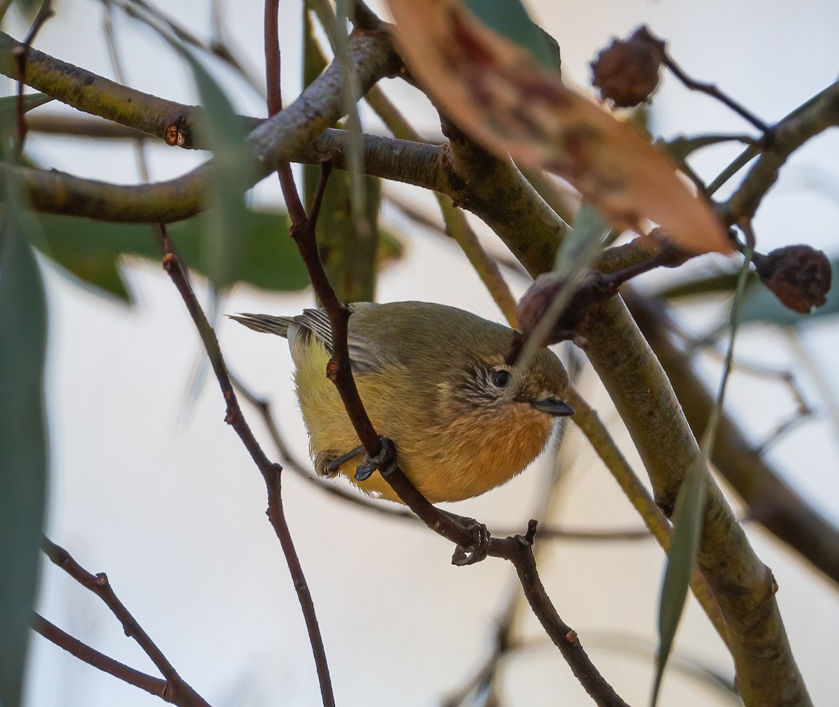 Yellow Thornbill - ML619218658