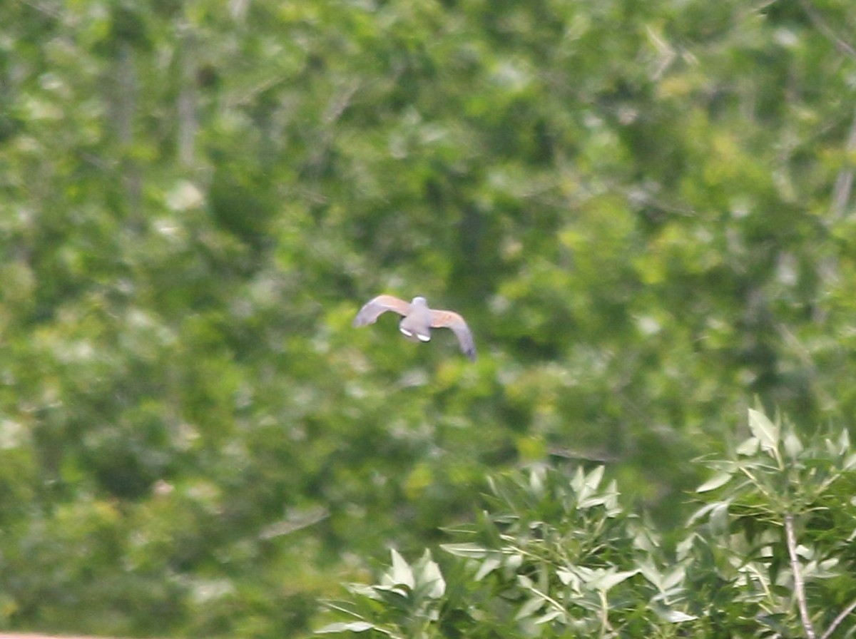 European Turtle-Dove - Elaheh Afsaneh