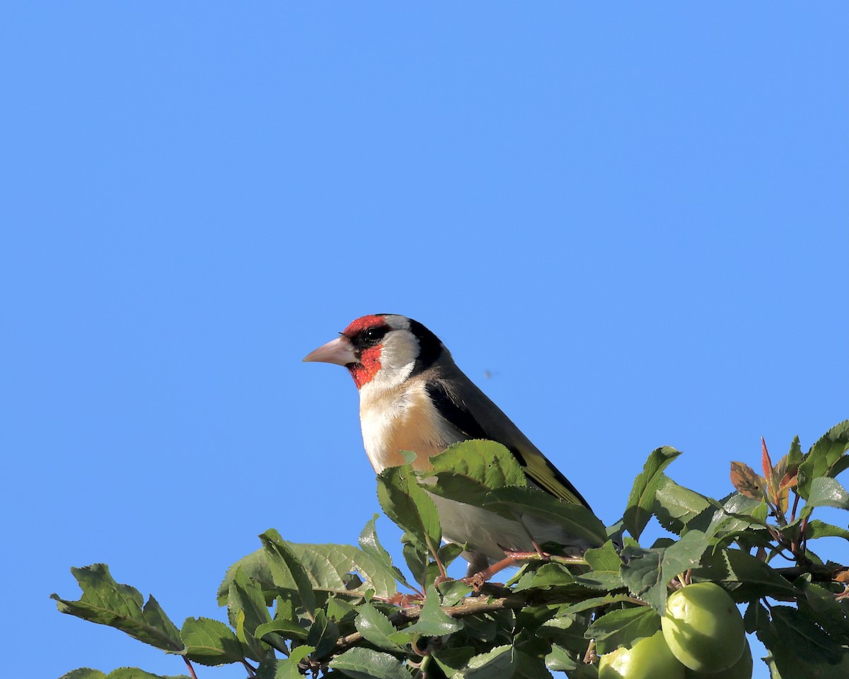 European Goldfinch - Sam Shaw