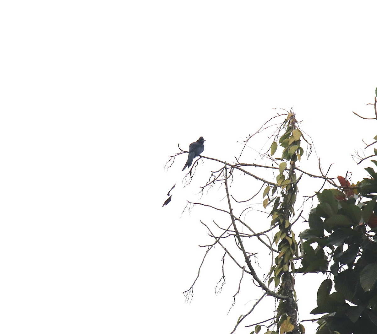 Lesser Racket-tailed Drongo - Praveen H N