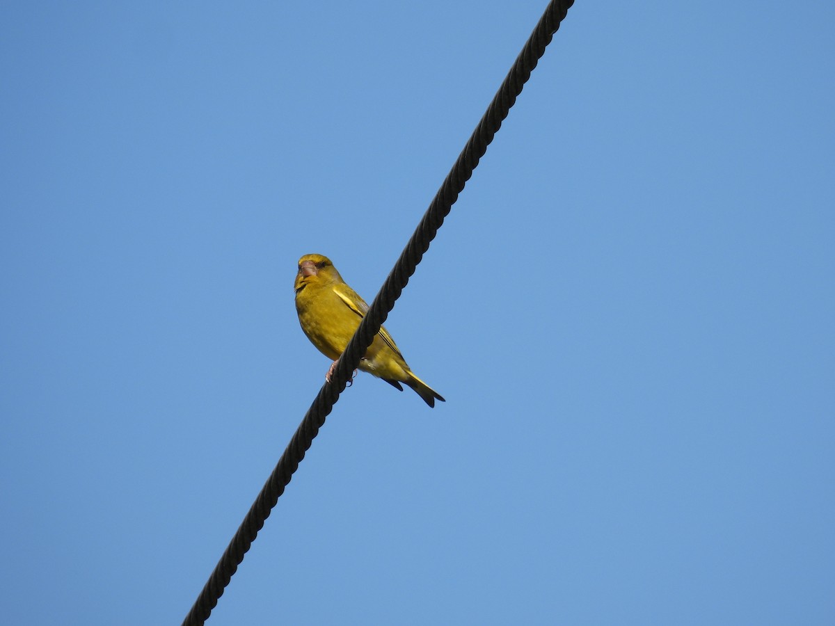 European Greenfinch - ML619218681