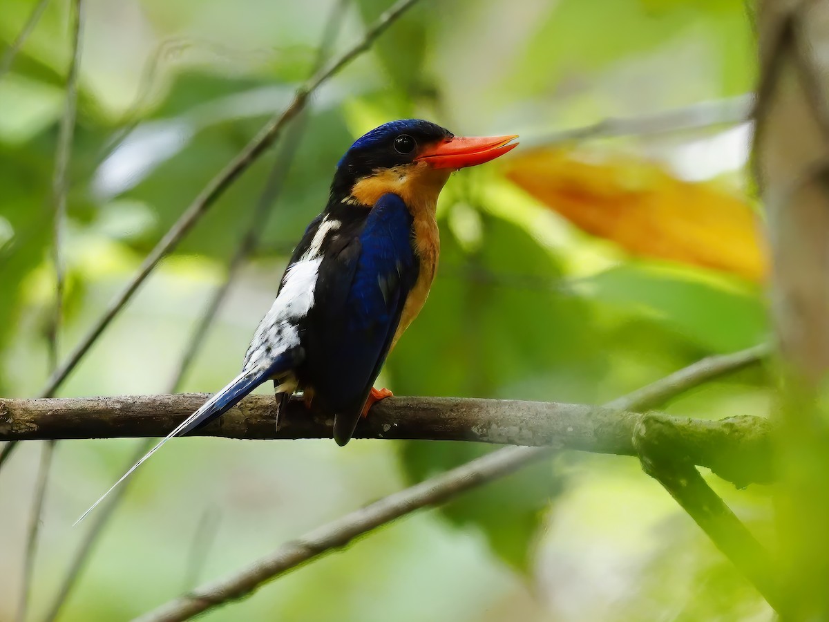 Buff-breasted Paradise-Kingfisher - Len and Chris Ezzy