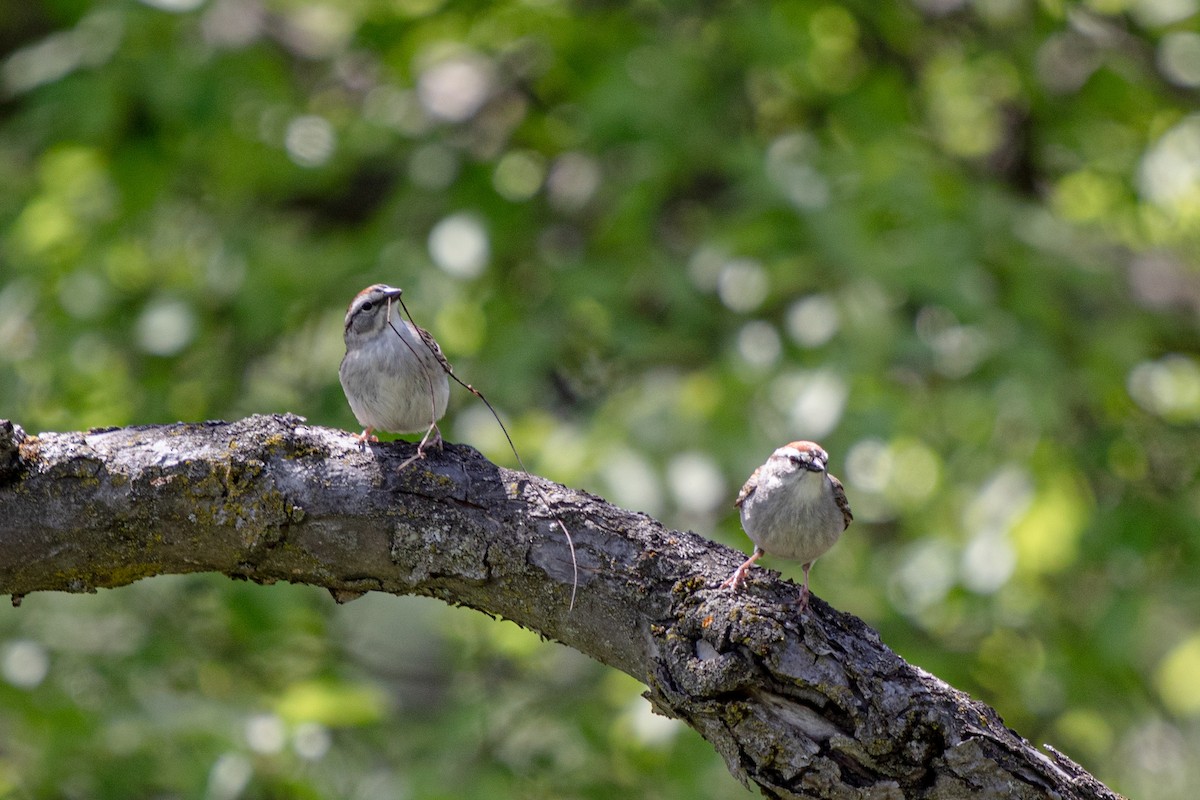 Chipping Sparrow - Michèle Delisle