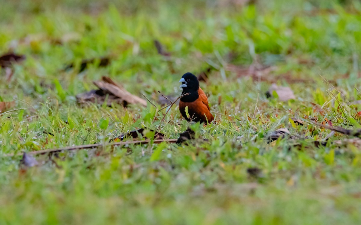 Chestnut Munia - ML619218691