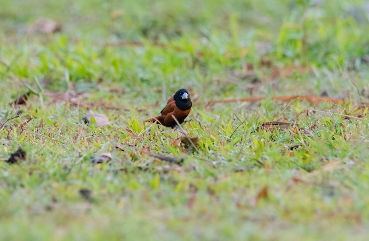 Chestnut Munia - ML619218692