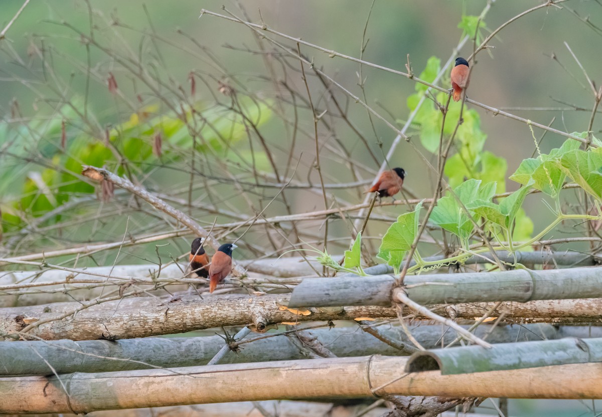 Chestnut Munia - ML619218693