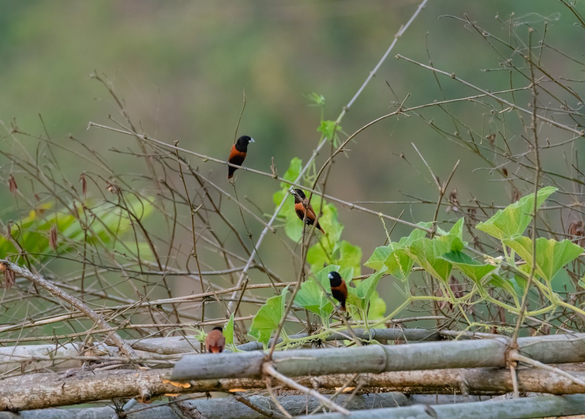 Chestnut Munia - ML619218694