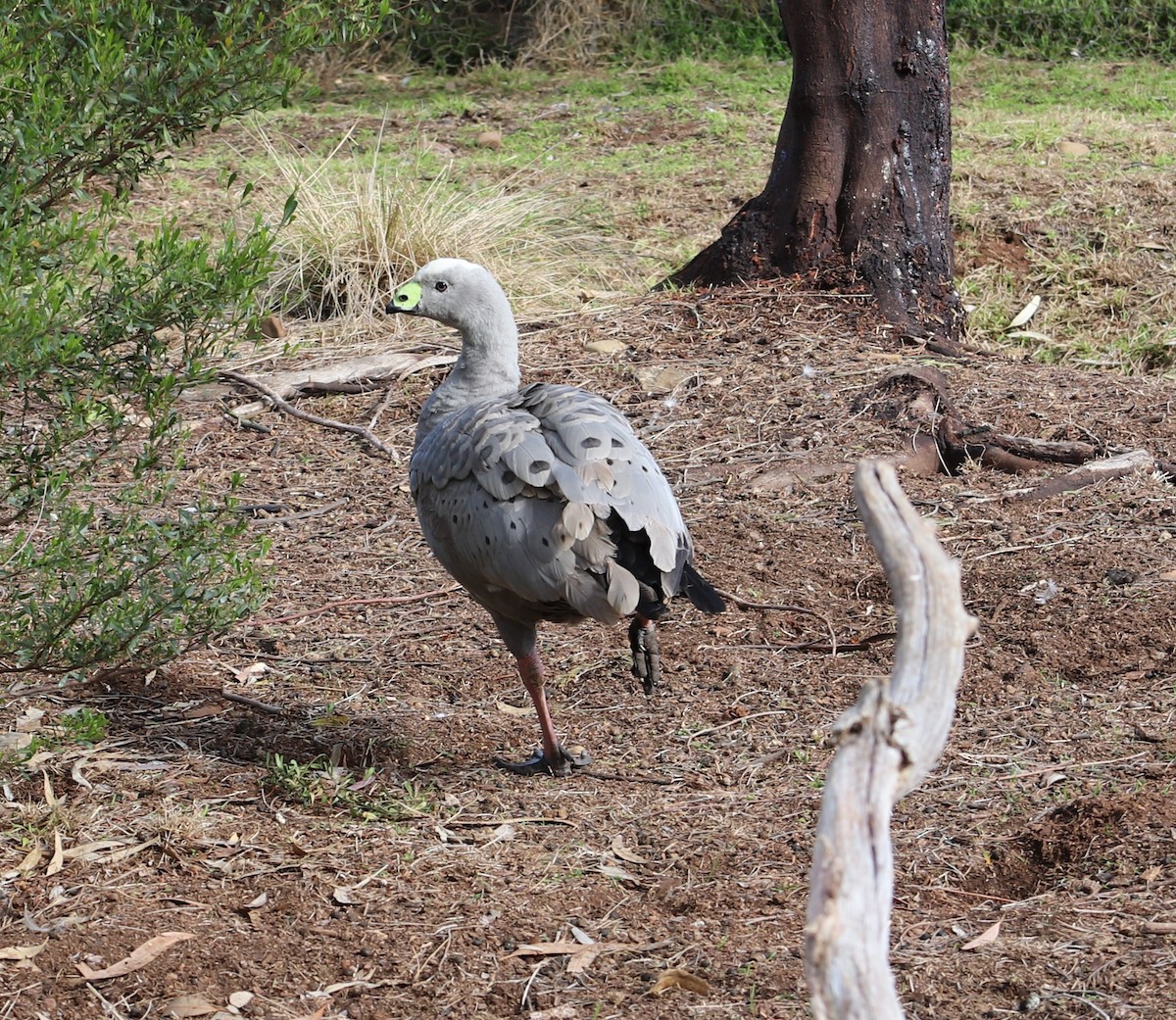 Cape Barren Goose - Breta Loutit