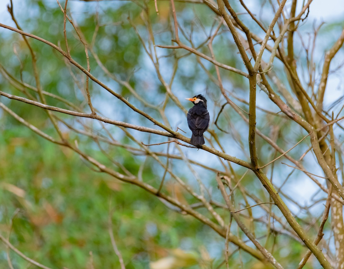 Indian Pied Starling - ML619218700