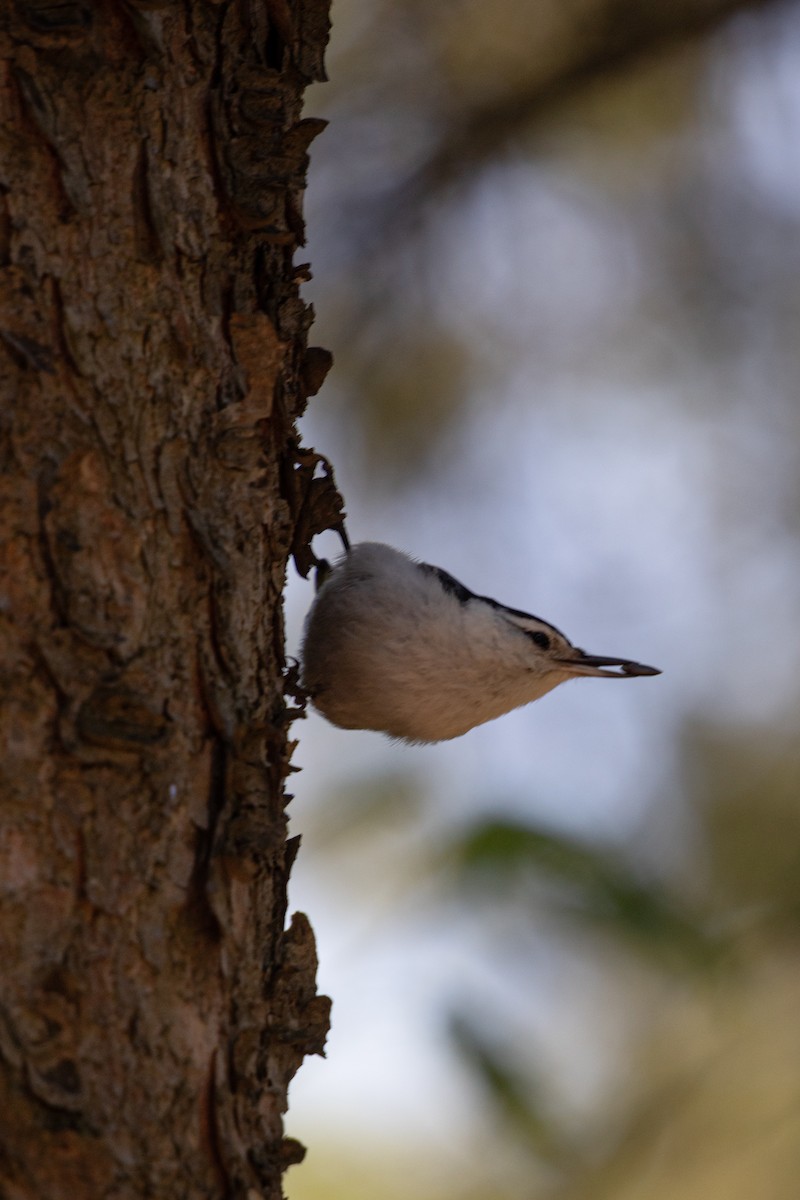 White-breasted Nuthatch - Michèle Delisle
