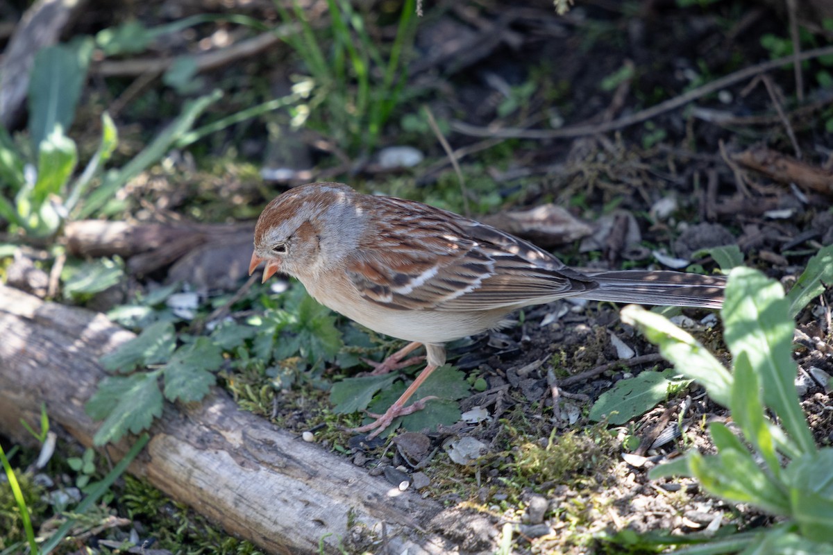 Field Sparrow - Michèle Delisle