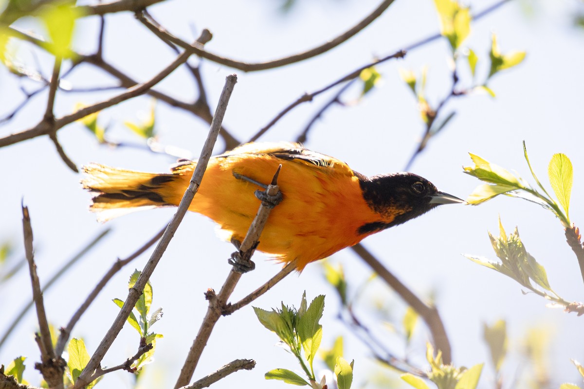 Baltimore Oriole - Michèle Delisle