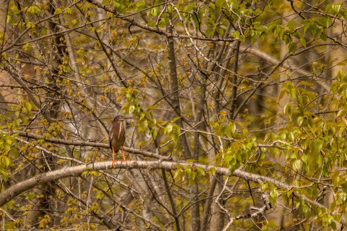 Green Heron - Marc Boisvert