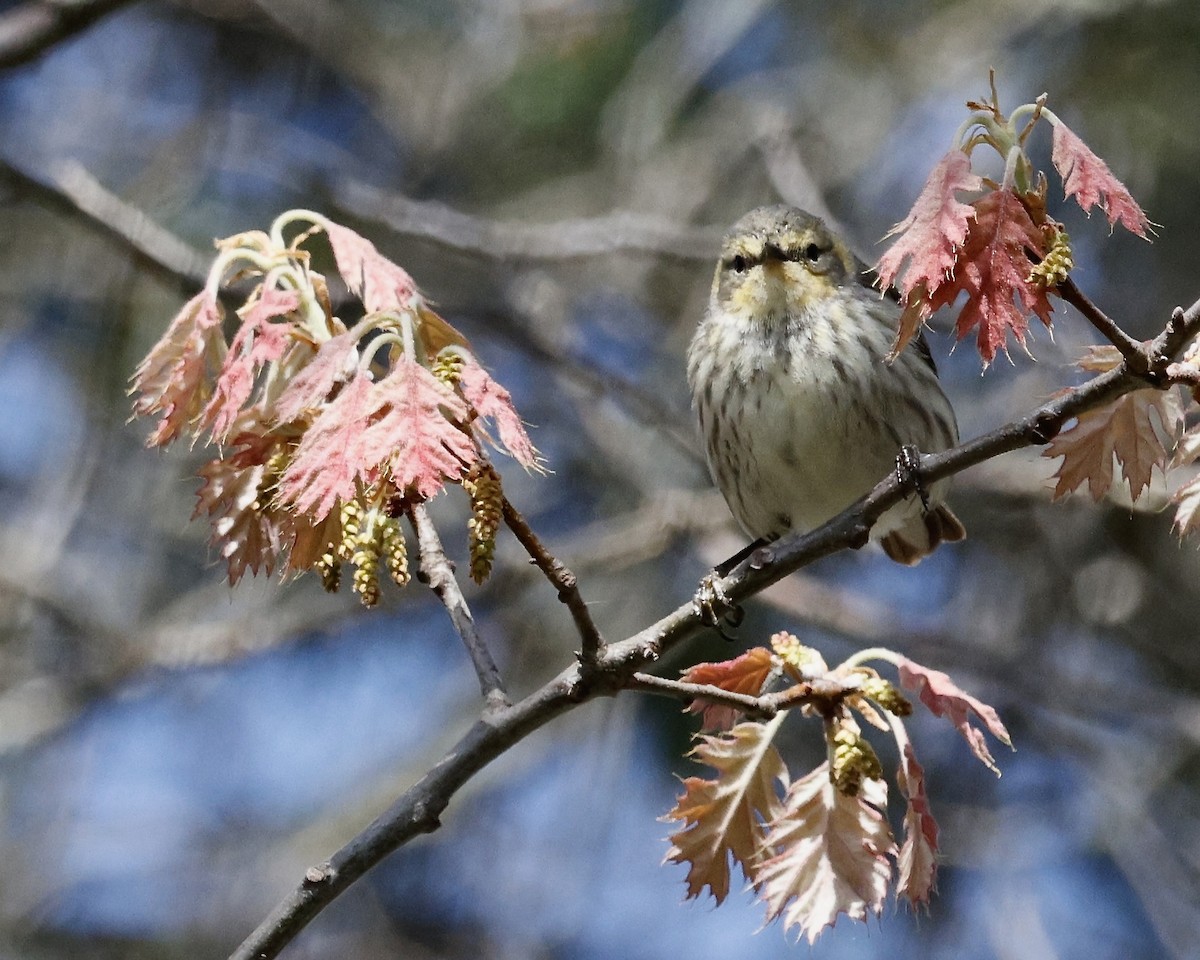 Cape May Warbler - Cate Hopkinson