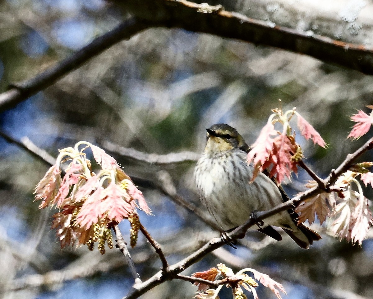 Cape May Warbler - Cate Hopkinson