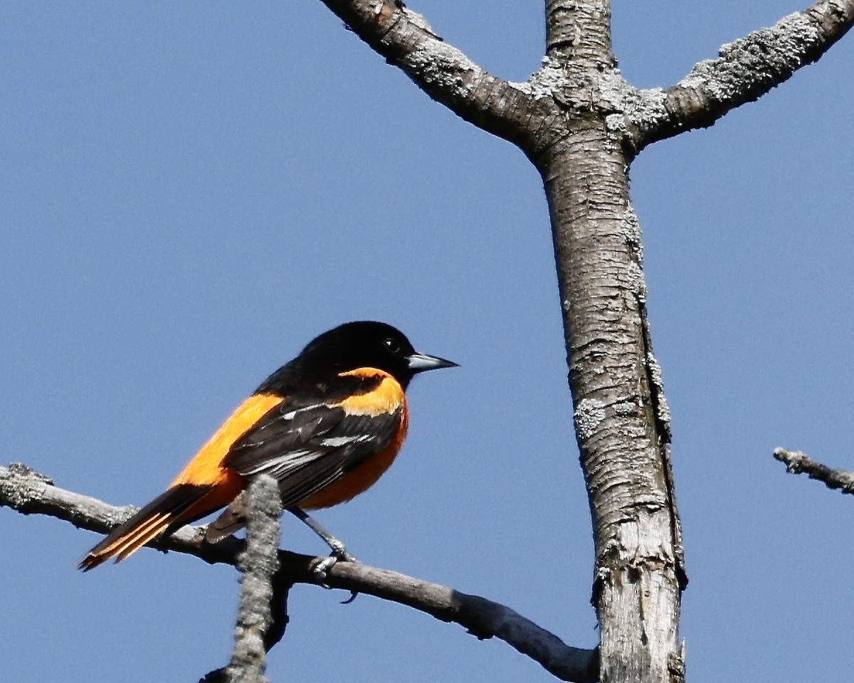 Baltimore Oriole - Cate Hopkinson