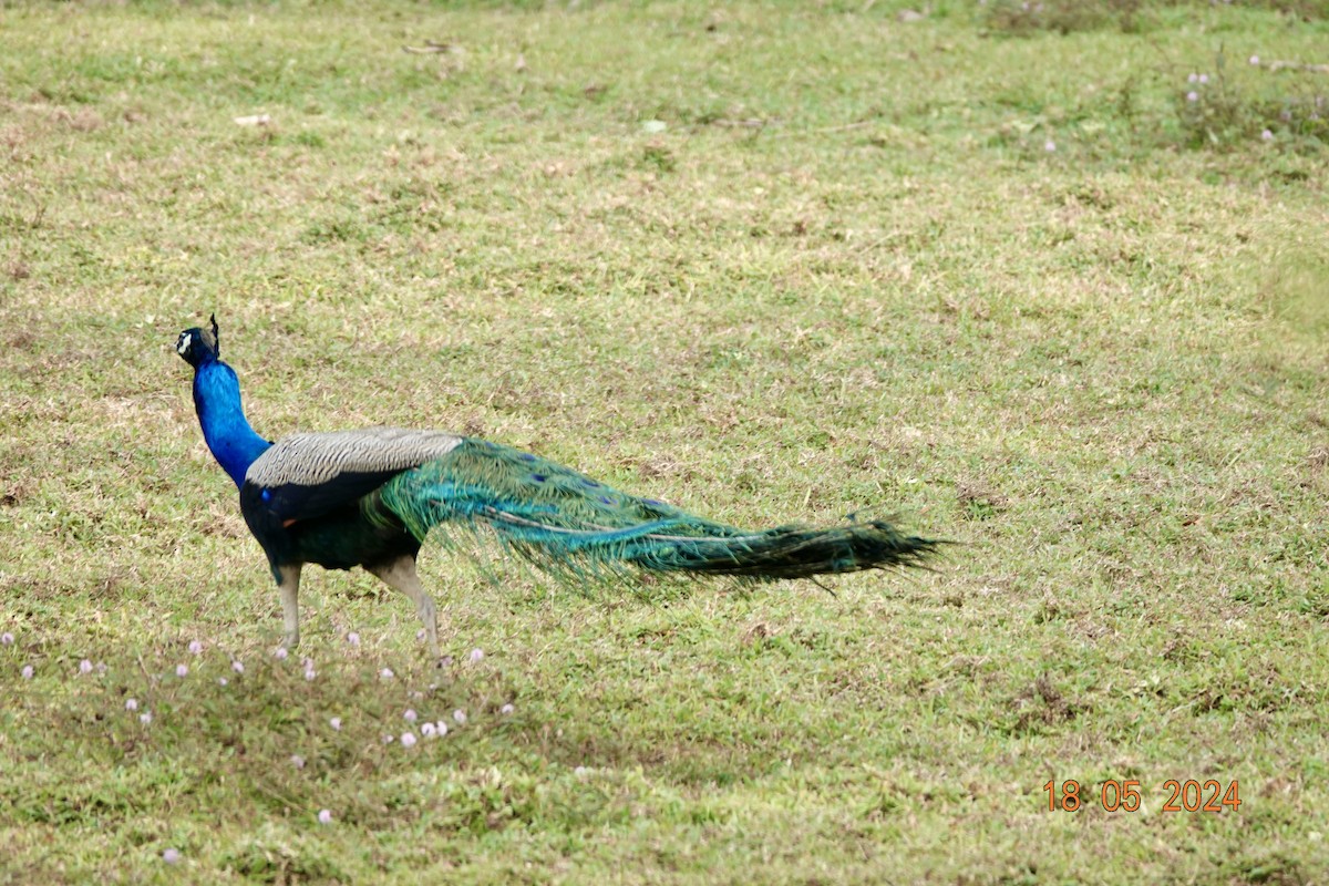 Indian Peafowl - ML619218792