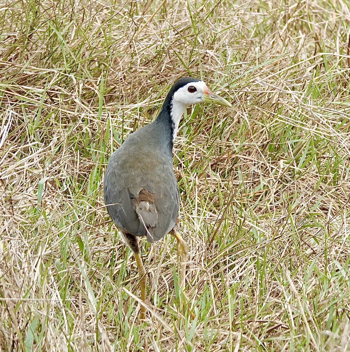 White-breasted Waterhen - ML619218796