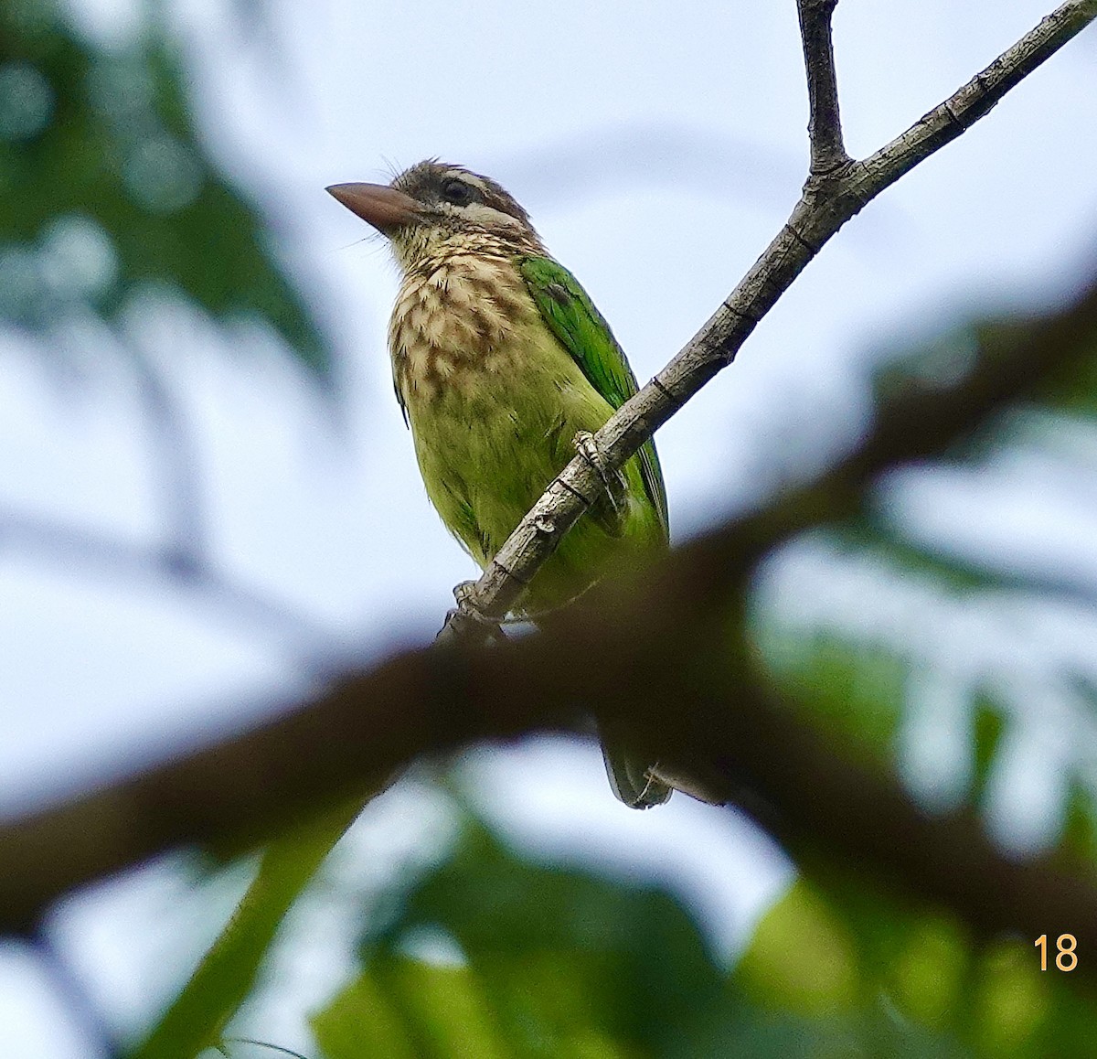 White-cheeked Barbet - ML619218800